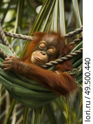 A young orangutan suspended from a rope in a tree with its limbs grasping tightly, showcasing a typical behavior in their arboreal habitat. Стоковое AI-изображение, AI-художник Данила Большаков / Фотобанк Лори