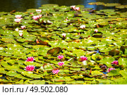 Water red lily in the pond. Latvian resort Sigulda, Latvia, Vidzeme Region, Turaida Museum Reserve, Europe. Стоковое фото, агентство Ingram Publishing / Фотобанк Лори