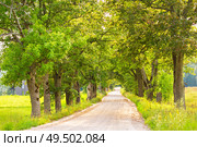 Dirt road with oak alley in a sunny evening. Oak tree lined road at historic region Sigulda, Turaida, Europe, Latvia. Стоковое фото, агентство Ingram Publishing / Фотобанк Лори