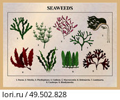 Seaweeds collection botanical educative chart poster tutorial with red brown green algae species background retro vector illustration. Стоковая иллюстрация, агентство Ingram Publishing / Фотобанк Лори