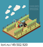 Chasing grapes in vine yard isometric composition with embossing machine in work process vector illustration. Стоковая иллюстрация, агентство Ingram Publishing / Фотобанк Лори