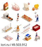 Chicken poultry production farm isometric elements set with hen eggs incubator hatched chicken meat packaging vector illustration. Стоковая иллюстрация, агентство Ingram Publishing / Фотобанк Лори