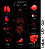 Realistic human internal organs infographics with lungs heart liver kidneys brain eyes spleen intestines descriptions vector illustration. Стоковая иллюстрация, агентство Ingram Publishing / Фотобанк Лори