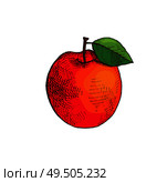 Ripe apple fruit with leaf isolated icon vector. Fresh product rich in vitamins and good nutrients. Dieting and diet, vegan food, meal for vegetarians. Ripe Apple Fruit with Leaf Isolated Icon Vector. Стоковая иллюстрация, агентство Ingram Publishing / Фотобанк Лори