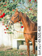 portrait of  chestnut Marwari mare agaist flower background. India. Стоковое фото, агентство Ingram Publishing / Фотобанк Лори