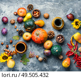 Autumn composing with pumpkin, fruit and fall leaves.Fall still life. Autumn harvest still life. Стоковое фото, агентство Ingram Publishing / Фотобанк Лори