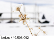 Snowed plants in ski resort of Sierra Nevada in winter, full of snow. Travel and sports concepts.. Snowed plants in ski resort of Sierra Nevada. Стоковое фото, агентство Ingram Publishing / Фотобанк Лори