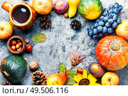 Autumn composing with pumpkin, fruit and fall leaves.Fall season. Beautiful autumn composition. Стоковое фото, агентство Ingram Publishing / Фотобанк Лори