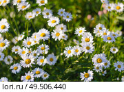 Цветы нивяника наибольшего (leucanthemum maximum), снятые сверху, растут на клумбе. Стоковое фото, фотограф Александр Ермулин / Фотобанк Лори