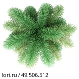 foxtail palm tree isolated on white background. top view. 3d illustration. Стоковое фото, агентство Ingram Publishing / Фотобанк Лори