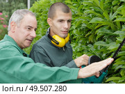 close up of a men cutting a hedge. Стоковое фото, агентство Ingram Publishing / Фотобанк Лори