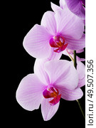 Beautiful soft Pink strips phalaenopsis Orchid Flower around black background. close up. Стоковое фото, агентство Ingram Publishing / Фотобанк Лори