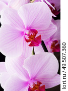 Beautiful soft Pink strips phalaenopsis Orchid Flower. close up. Стоковое фото, агентство Ingram Publishing / Фотобанк Лори