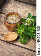 Dried oregano seasoning in a wooden mortar.Herbal medicine. Fresh and dried oregano herb. Стоковое фото, агентство Ingram Publishing / Фотобанк Лори