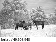 horses walk on the field near the forest. Стоковое фото, агентство Ingram Publishing / Фотобанк Лори