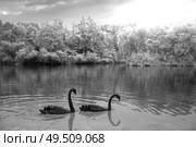 A black swan swims in a pond. China. Стоковое фото, агентство Ingram Publishing / Фотобанк Лори