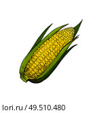 Corn organic agricultural, rural raised food isolated vector. Maize with seeds and leaves, unprepared ingredient. Vegetable growing on farm harvest. Corn Organic Agricultural Raised Food Icon Vector. Стоковая иллюстрация, агентство Ingram Publishing / Фотобанк Лори