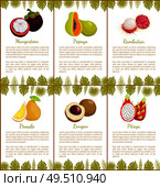 Mangosteen and papaya, rambutan and pomelo, longan and pitaya tropical posters set with exotic fruits and leaves vector illustration with text sample. Mangosteen Papaya, Rambutan Pomelo Longan Posters. Стоковая иллюстрация, агентство Ingram Publishing / Фотобанк Лори