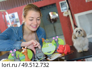 owner choosing toy for dog. Стоковое фото, агентство Ingram Publishing / Фотобанк Лори