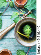Datura stramonium or thorn apple in herbal medicine.Alternative medicine herbal. Datura in herbal medicine. Стоковое фото, агентство Ingram Publishing / Фотобанк Лори