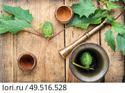 Datura in retro brass mortar with pestle.Medicinal plant datura. Datura in herbal medicine. Стоковое фото, агентство Ingram Publishing / Фотобанк Лори