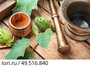 Raw thorny fruits of Datura Stramonium on wooden background. Datura in herbal medicine. Стоковое фото, агентство Ingram Publishing / Фотобанк Лори