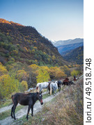 horses walk in the mountains in the Caucasus. Стоковое фото, агентство Ingram Publishing / Фотобанк Лори