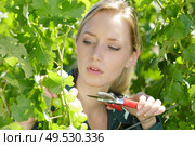 woman on harvest of grapes. Стоковое фото, агентство Ingram Publishing / Фотобанк Лори