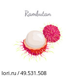 Rambutan exotic juicy stone fruit vector whole and cut isolated. Dieting vector vegetarian icon, edible tropical fruits lychee, longan, and mamoncillo. Rambutan Exotic Juicy Fruit Vector Isolated Icon. Стоковая иллюстрация, агентство Ingram Publishing / Фотобанк Лори