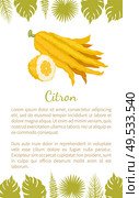 Citron exotic juicy large fragrant citrus fruit vector poster text sample and palm leaves. Tropical edible food, dieting veggies icon full of vitamins. Citron Exotic Juicy Large Fragrant Citrus Fruit. Стоковая иллюстрация, агентство Ingram Publishing / Фотобанк Лори