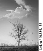 Dramatic black and white vertical photo of a barren lone tree on the autumn meadow and flock of birds flying away. Conceptual scene, dry and dead nature, silence and solitude emotion. Стоковое фото, агентство Ingram Publishing / Фотобанк Лори