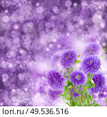 bouquet of fresh violet aster flowers on violet  bokeh  background. Стоковое фото, агентство Ingram Publishing / Фотобанк Лори