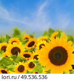 beautiful bright sunflower field in sunny day. bight sunflowers field. Стоковое фото, агентство Ingram Publishing / Фотобанк Лори