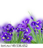 fresh blue  irises flowers   isolated on white background. fresh blue irise flowers. Стоковое фото, агентство Ingram Publishing / Фотобанк Лори