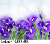 blue  irises flower posy close up  isolated on white background. blue irise flowers close up. Стоковое фото, агентство Ingram Publishing / Фотобанк Лори