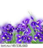 blue irises flower posy close up over white background. blue irise flowers close up. Стоковое фото, агентство Ingram Publishing / Фотобанк Лори