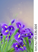 fresh blue  irises flowers  on blue bokeh background. fresh blue irise flowers. Стоковое фото, агентство Ingram Publishing / Фотобанк Лори