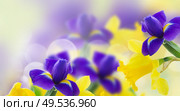spring yellow daffodils and blue irise on green garden background. spring narcissus and irise. Стоковое фото, агентство Ingram Publishing / Фотобанк Лори