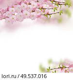 Blossoming pink sacura cherry tree flowers frame against white background. Blossoming pink tree Flowers. Стоковое фото, агентство Ingram Publishing / Фотобанк Лори