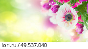 fresh anemone flowers isolated on green bokeh background banner. anemone flowers . Стоковое фото, агентство Ingram Publishing / Фотобанк Лори