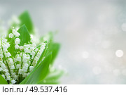 lilly of the valley flowers on blue bokeh background with copy space. lilly of the valley flowers. Стоковое фото, агентство Ingram Publishing / Фотобанк Лори