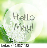 lilly of the valley flowers close up on green bokeh background with hello may words. lilly of the valley flowers close up. Стоковое фото, агентство Ingram Publishing / Фотобанк Лори