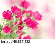 branch  of mauve roses on pink bokeh background. branch of  fresh mauve roses. Стоковое фото, агентство Ingram Publishing / Фотобанк Лори