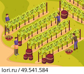 Wine production background with harvest and wineyard symbols isometric vector illustration. Стоковая иллюстрация, агентство Ingram Publishing / Фотобанк Лори