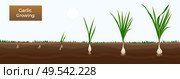 Vegetables growth stages educative horizontal gardener gids banner with garlic from cloves planting to harvesting vector illustration. Стоковая иллюстрация, агентство Ingram Publishing / Фотобанк Лори