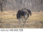 Ostrich couple on the dry savannah with barenaked trees in the background. Стоковое фото, агентство Ingram Publishing / Фотобанк Лори