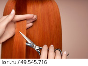 Hairdresser cuts long red hair with scissors. Hair salon, hairstylist. Care and beauty hair products. Dyed hair. Стоковое фото, агентство Ingram Publishing / Фотобанк Лори