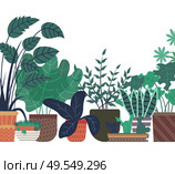 Flowers pot standing on shelf of orangery vector, flat style closeup of plants houseplants in pots. Flat style flora with foliage leaves greenery hothouse. Plants Pots, Flowers Displayed on Shelf Greenhouse. Стоковая иллюстрация, агентство Ingram Publishing / Фотобанк Лори