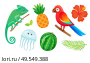 Summer vacation, exotic animals, fruits and plants isolated vector. Gecko and pineapple, jellyfish and watermelon, parrot and hibiscus flower, palm leaf. Exotic Animals, Fruits and Plants, Summer Vacation. Стоковая иллюстрация, агентство Ingram Publishing / Фотобанк Лори