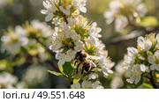 A bee collecting nectar on a blooming apple tree in close-up. Macro photography. Natural food. The disappearance of bees. Стоковое AI-изображение, AI-художник Photojuli / Фотобанк Лори